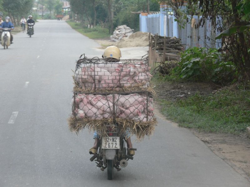  Piggies Going to Market