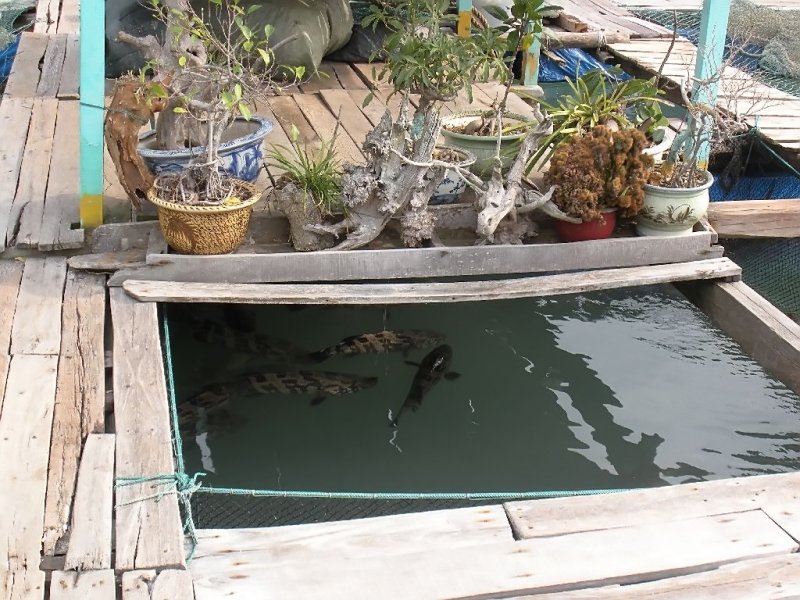  A Fish Farm