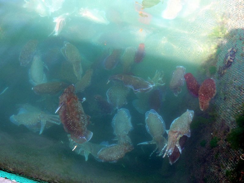  Calamari