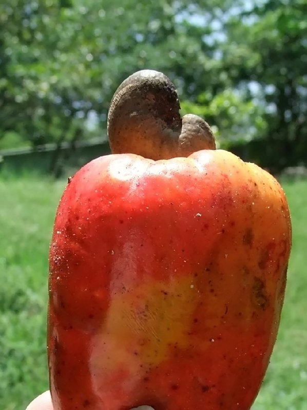 Cashew Nut