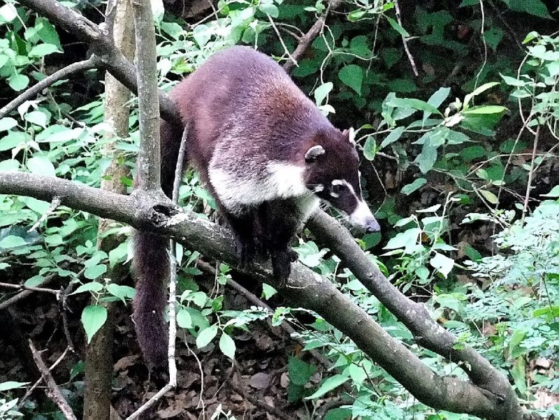  Coati
