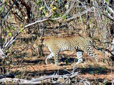 Our First Leopard Sighting