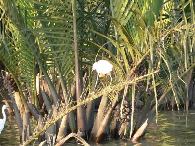  Egret Among Water Coconut Palms