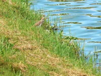 Chinese Pond Heron