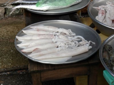 Calamari