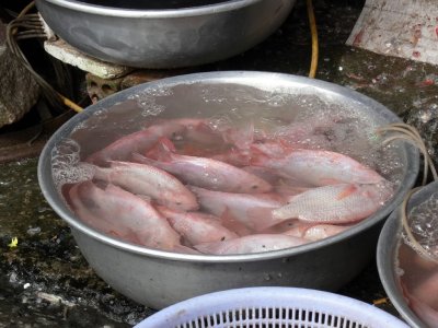 Very Fresh Fish