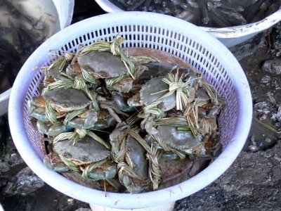 Horseshoe Crabs?