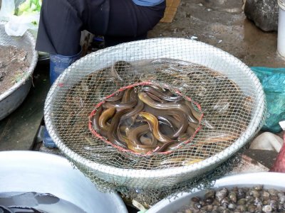 Eels