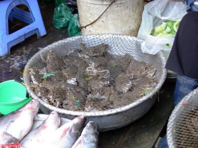 Lots of Frogs
