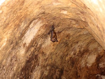  Another of our Bat Friends  (Photo Courtesy of Tran)