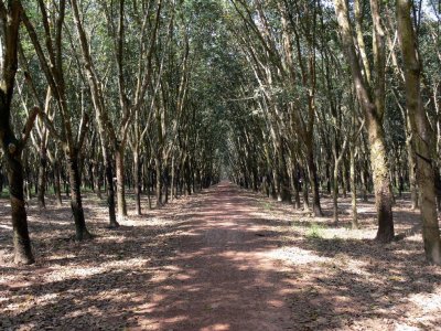  A Rubber Plantation