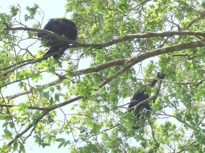  Howler Monkeys