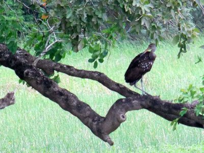 Limpkin