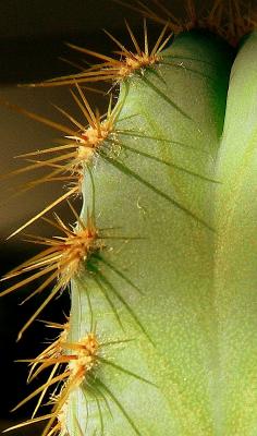 Attack of the Spiney Creatures