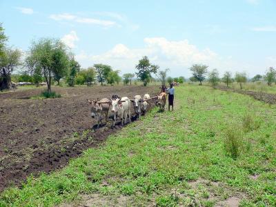 Farming the old fashioned way