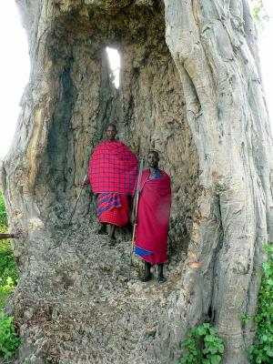  Maasai tribesman in the elephant hollowed-out trunk of a baobab tree