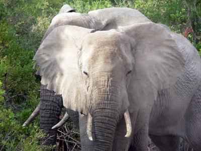 These elephants are from the Sinya Camp preserve.