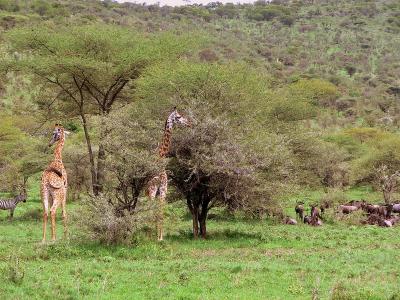 Giraffes, zebra and wildebeests