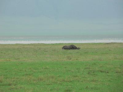 Rhinoceros with a sea of Flamingoes in the background