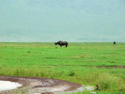 Rhinos and Hippos