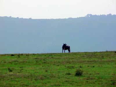 A lone silhouetted wildebeest