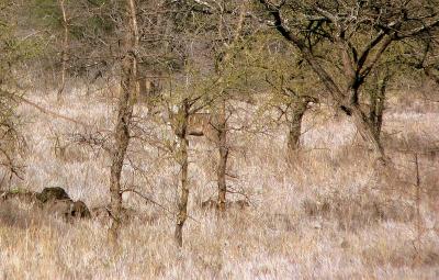 A Kudu