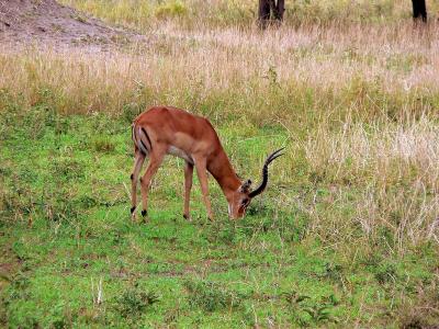 Impala