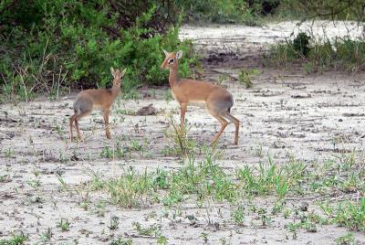  Dik Diks