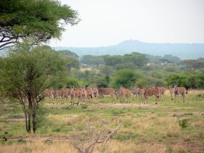 Herd of Eland