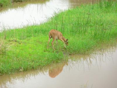  Reedbuck