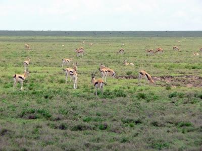 Thomson Gazelles