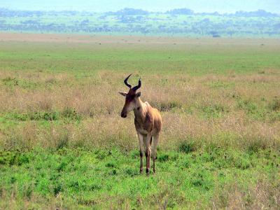 Hartebeest