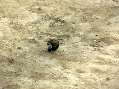 A Dung Beetle with his prize