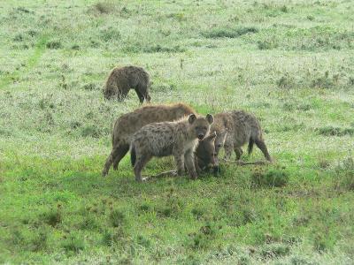 A Hyena pack at a young wildebeest kill