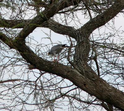 Goshawk