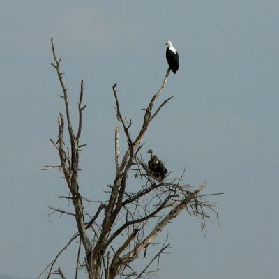 African Fish-Eagle and Vulture