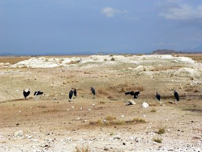 Maribou Storks