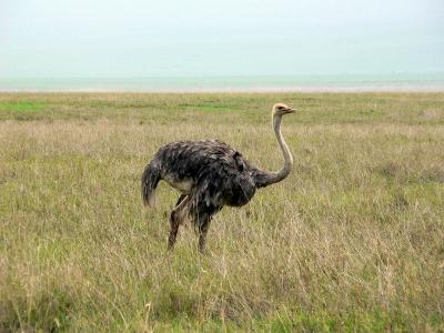 Female Ostrich