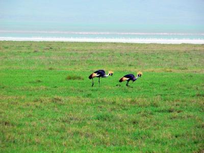 Gray-crowned Cranes