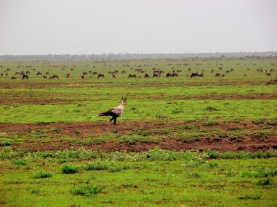 Secretary Bird