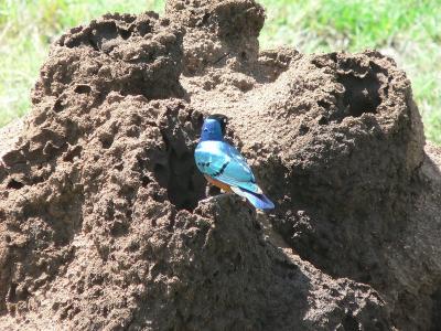 Burchell's Starling on a termite mound