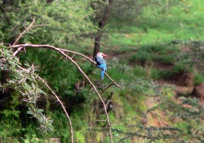  Woodland Kingfisher