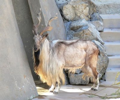 A Markhor, the national animal of Pakistan