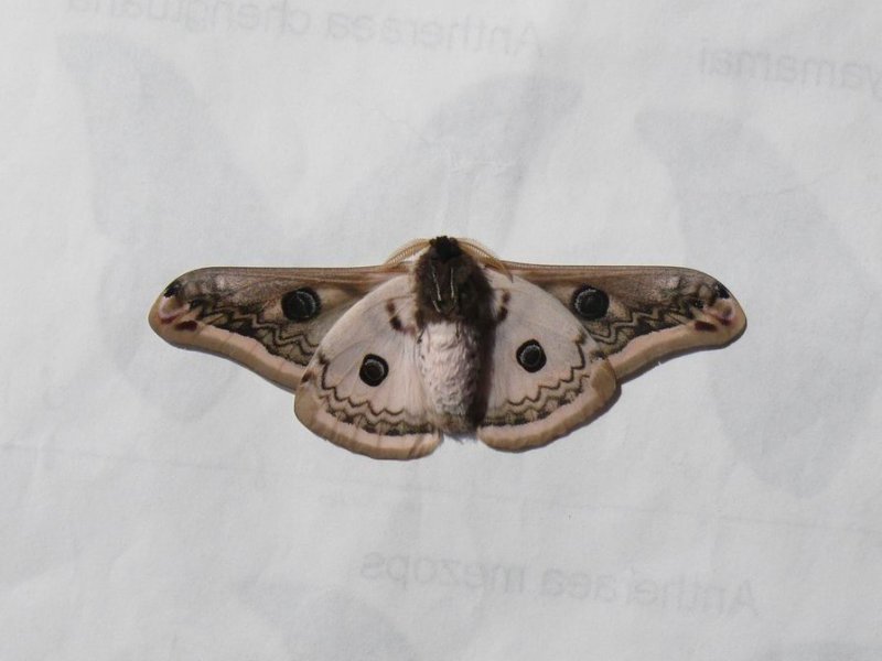 Saturnia pyretrorum.underside.JPG
