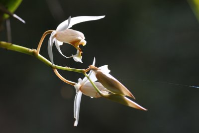 Orchid.jpg