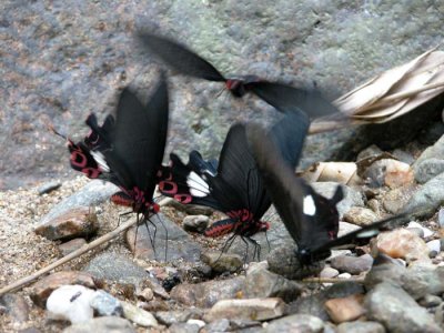 Swallowtails and Birdwings