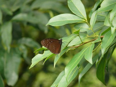 Euploea mulciber.male.jpg