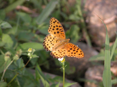 Argyreus hyperbius Nymphalidae.jpg