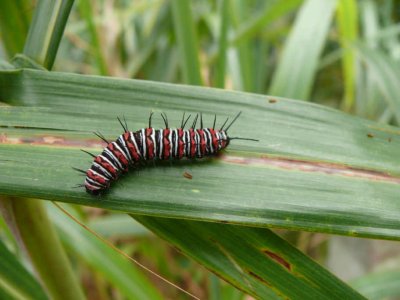 Caterpillar of Cethosia butterfly.jpg