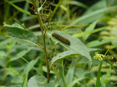 Caterpillar of Chilasa slateri.jpg